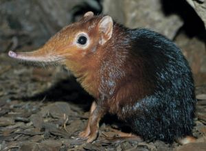 ���� �������� ��� �����